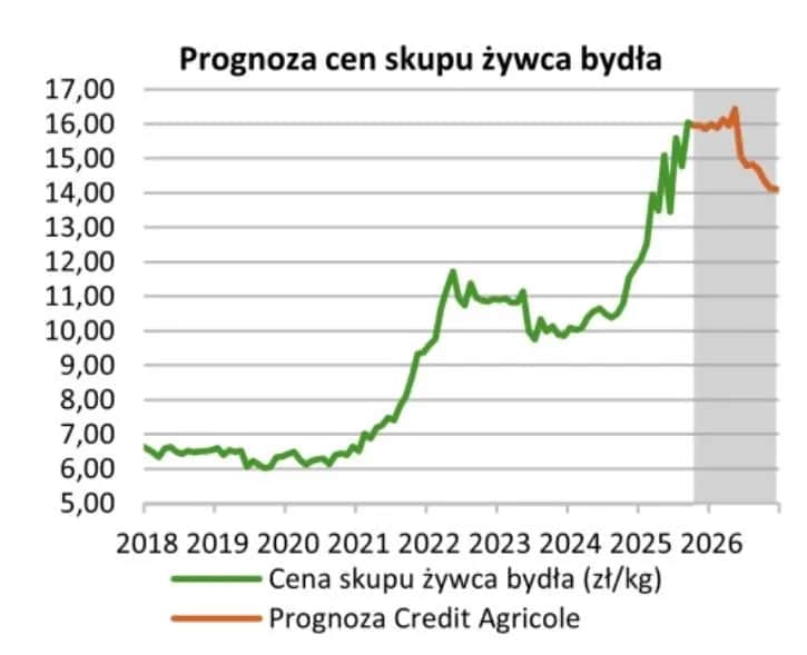 Ceny skupu byków (styczeń 2026): Zobacz, ile naprawdę możesz zyskać
